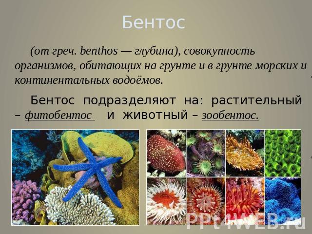 Бентос (от греч. benthos — глубина), совокупность организмов, обитающих на грунте и в грунте морских и континентальных водоёмов. Бентос подразделяют на: растительный – фитобентос и животный – зообентос.