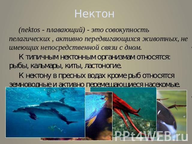Нектон (nektos - плавающий) - это совокупность пелагических , активно передвигающихся животных, не имеющих непосредственной связи с дном.