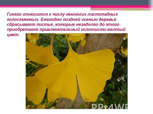 Гинкго относится к числу немногих листопадных голосеменных. Ежегодно поздней осенью деревья сбрасывают листья, которые незадолго до этого приобретают привлекательный золотисто-желтый цвет.