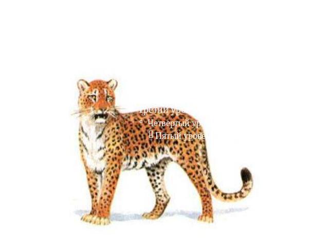 Дальневосточный леопард (Panthera pardus orientalis) Eng. Amur leopard