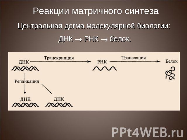 Центральная догма молекулярной биологии: ДНК РНК белок.