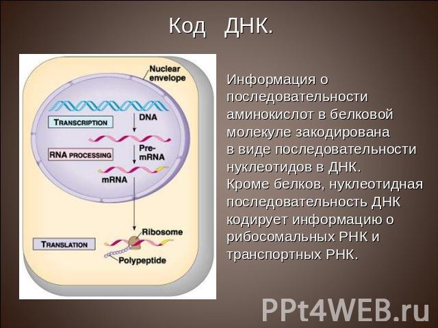 Информация о последовательности аминокислот в белковой молекуле закодирована в виде последовательности нуклеотидов в ДНК. Кроме белков, нуклеотидная последовательность ДНК кодирует информацию о рибосомальных РНК и транспортных РНК.