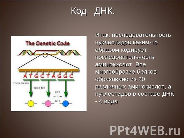 Итак, последовательность нуклеотидов каким-то образом кодирует последовательность аминокислот. Все многообразие белков образовано из 20 различных аминокислот, а нуклеотидов в составе ДНК - 4 вида.