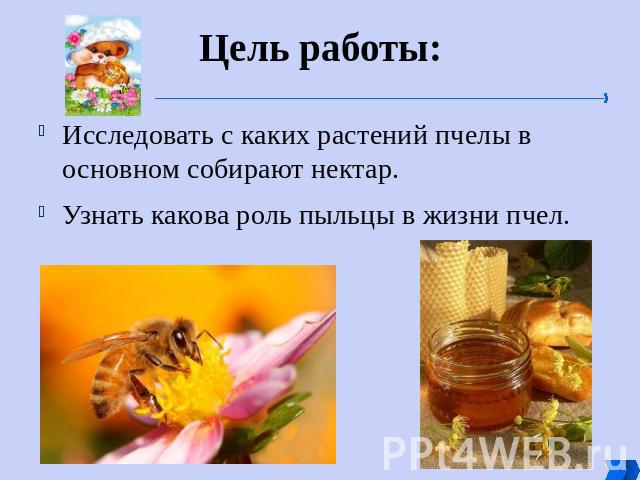 Цель работы: Исследовать с каких растений пчелы в основном собирают нектар. Узнать какова роль пыльцы в жизни пчел.