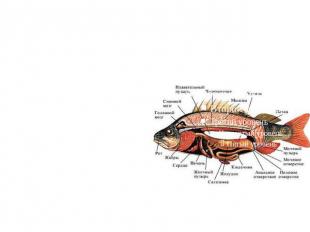 Пищеварительная система. Пищеварительная система рыб включает в себя головную (р