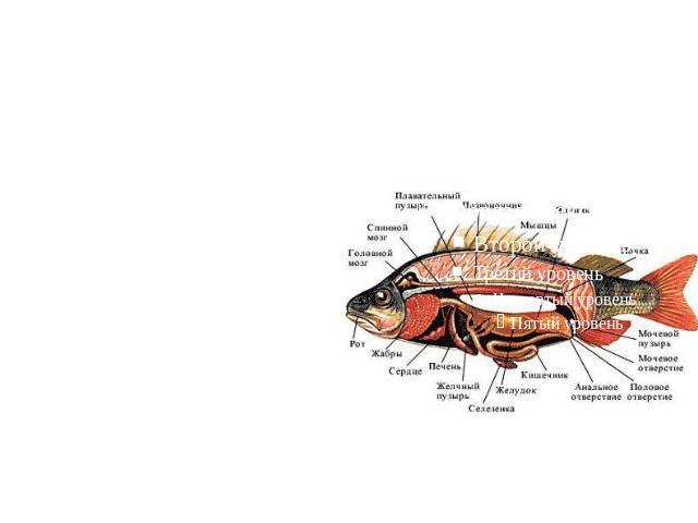 Пищеварительная система. Пищеварительная система рыб включает в себя головную (рот, ротовая полость и глотка) и туловищную кишки (остальная часть пищеварительного тракта, включая пищевод, желудок (есть не у всех рыб), пилорические придатки, поджелуд…