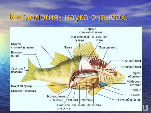 Ихтиология- наука о рыбах.