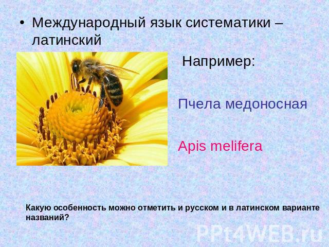 Международный язык систематики – латинский Например: Пчела медоносная Apis melifera Какую особенность можно отметить и русском и в латинском варианте названий?