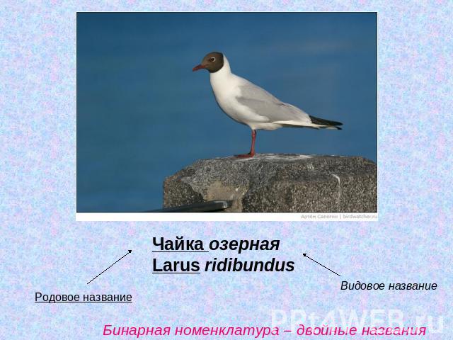 Чайка озерная Larus ridibundus Бинарная номенклатура – двойные названия