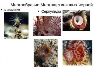 Многообразие Многощетинковых червей