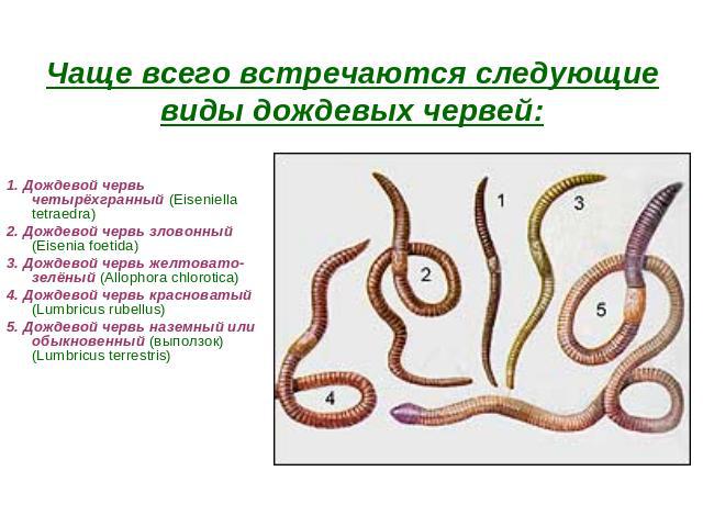 Чаще всего встречаются следующие виды дождевых червей: 1. Дождевой червь четырёхгранный (Eiseniella tetraedra) 2. Дождевой червь зловонный (Eisenia foetida) 3. Дождевой червь желтовато-зелёный (Allophora chlorotica) 4. Дождевой червь красноватый (Lu…