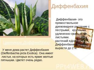 Диффенбахия Диффенбахия- это прямоствольное древовидное растение с пестрыми, кру
