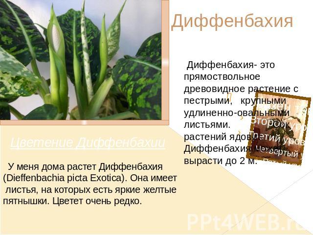 Диффенбахия Диффенбахия- это прямоствольное древовидное растение с пестрыми, крупными удлиненно-овальными листьями. Сок растений ядовит. Диффенбахия может вырасти до 2 м. У меня дома растет Диффенбахия (Dieffenbachia picta Exotica). Она имеет листья…