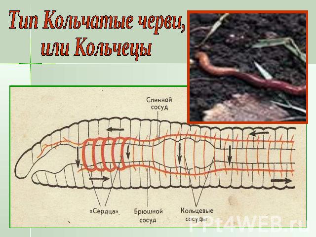 Тип Кольчатые черви, или Кольчецы
