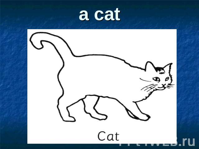 a cat