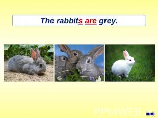 The rabbits are grey.