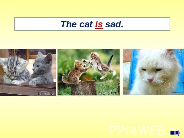 The cat is sad.