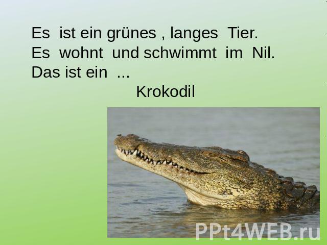 Es ist ein grünes , langes Tier. Es wohnt und schwimmt im Nil. Das ist ein ... Krokodil