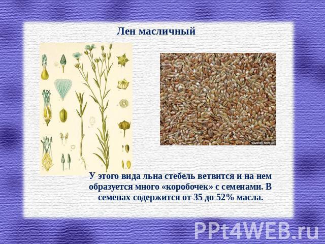 Лен масличный У этого вида льна стебель ветвится и на нем образуется много «коробочек» с семенами. В семенах содержится от 35 до 52% масла.