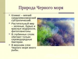 Природа Черного моря Климат – мягкий средиземноморский субтропический. Раститель