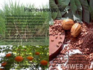 Растениеводство Хлопчатник и сахарный тростник — старейшие плантационные культур