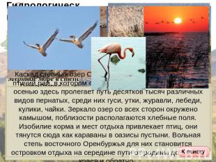 Светлинские озера - птичий рай Каскад степных озер Светлинского района - настоящ