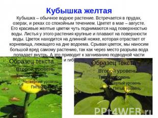 Кубышка желтая Кубышка – обычное водное растение. Встречается в прудах, озерах,