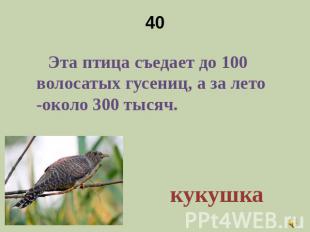 40 Эта птица съедает до 100 волосатых гусениц, а за лето -около 300 тысяч.