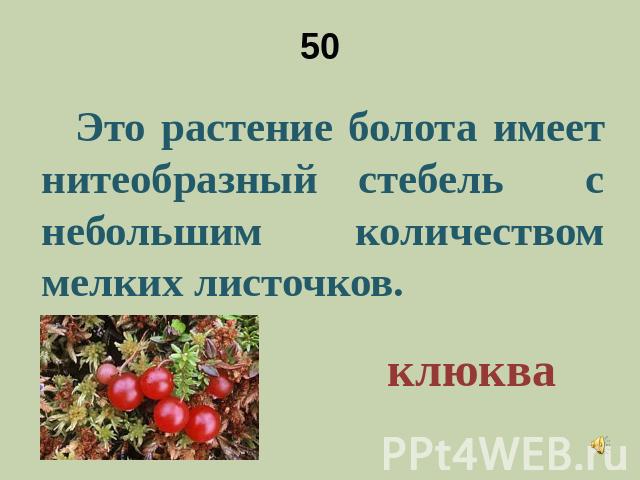 50 Это растение болота имеет нитеобразный стебель с небольшим количеством мелких листочков.