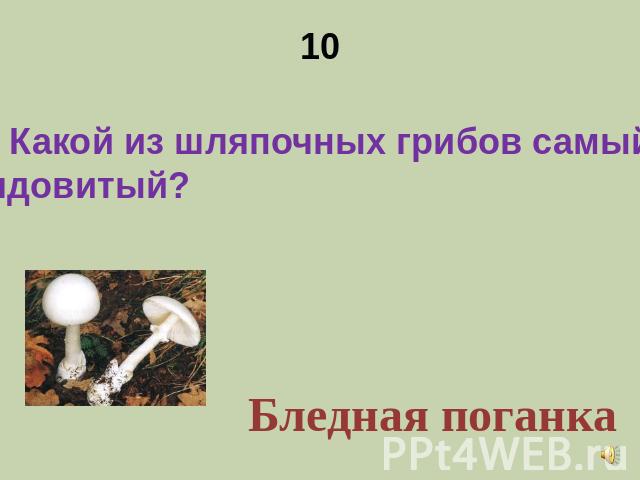 10 Какой из шляпочных грибов самый ядовитый?