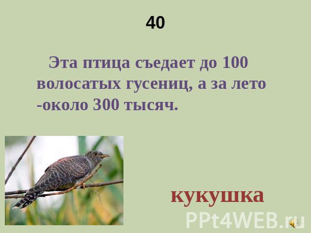 40 Эта птица съедает до 100 волосатых гусениц, а за лето -около 300 тысяч.