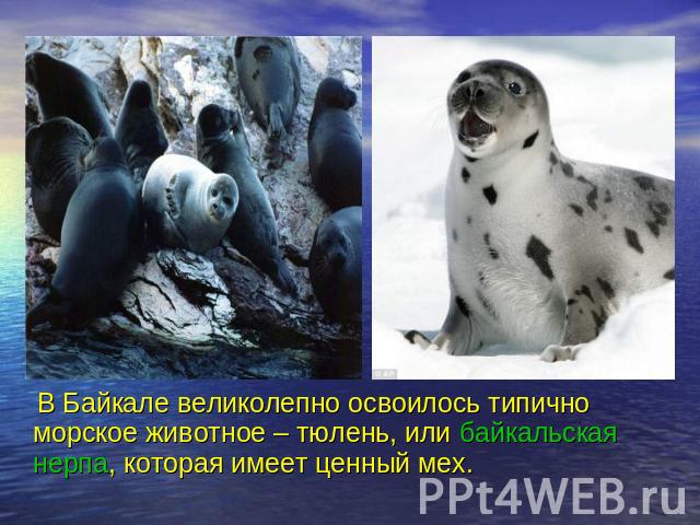 В Байкале великолепно освоилось типично морское животное – тюлень, или байкальская нерпа, которая имеет ценный мех.