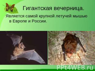 Гигантская вечерница. Является самой крупной летучей мышью в Европе и России.