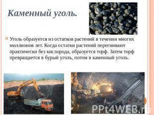 Каменный уголь. Уголь образуется из остатков растений в течении многих миллионов