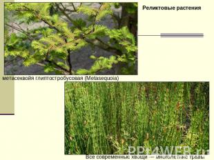Реликтовые растения метасеквойя глиптостробусовая (Metasequoia) Все современные
