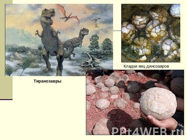 Тиранозавры Кладки яиц динозавров
