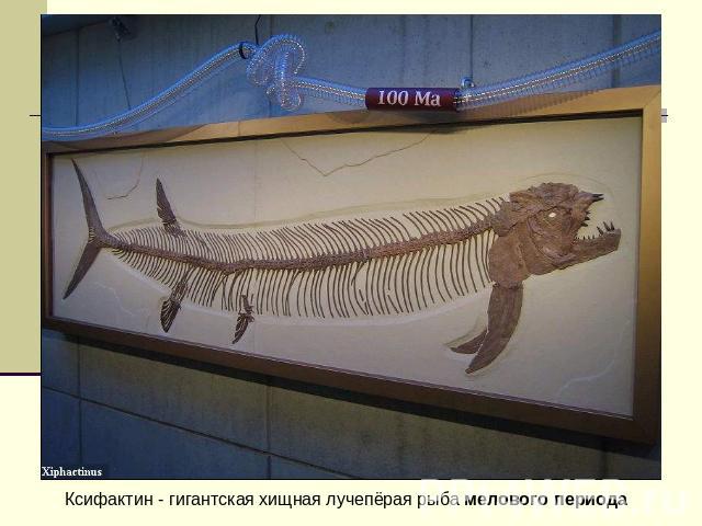 Ксифактин - гигантская хищная лучепёрая рыба мелового периода