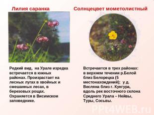 Лилия саранка Редкий вид, на Урале изредка встречается в южных районах. Произрас