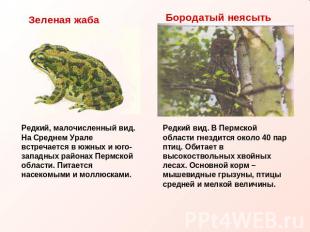 Зеленая жаба Редкий, малочисленный вид. На Среднем Урале встречается в южных и ю