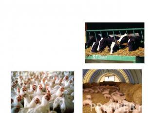 Направления животноводства: - скотоводство - свиноводство - овцеводство - птицев
