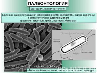 ПАЛЕОНТОЛОГИЯ Бактериальная палеонтология Бактерии, ранее считавшиеся микроскопи
