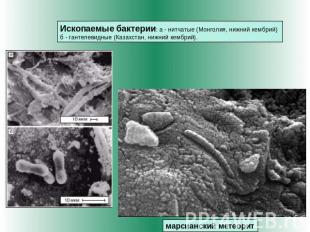 Ископаемые бактерии: а - нитчатые (Монголия, нижний кембрий) б - гантелевидные (