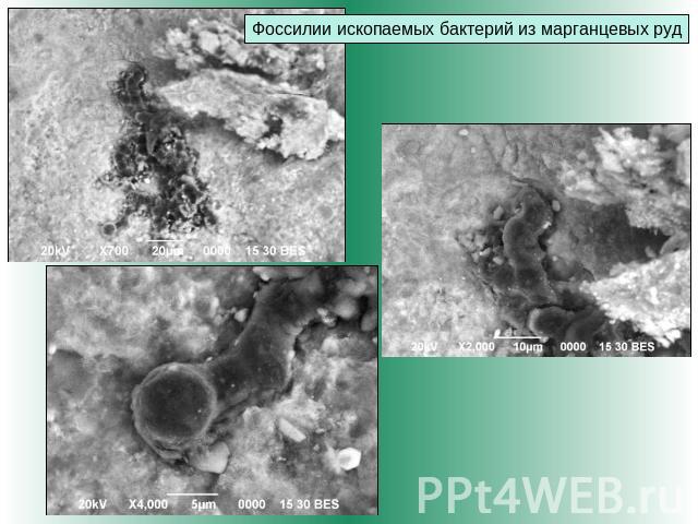 Фоссилии ископаемых бактерий из марганцевых руд