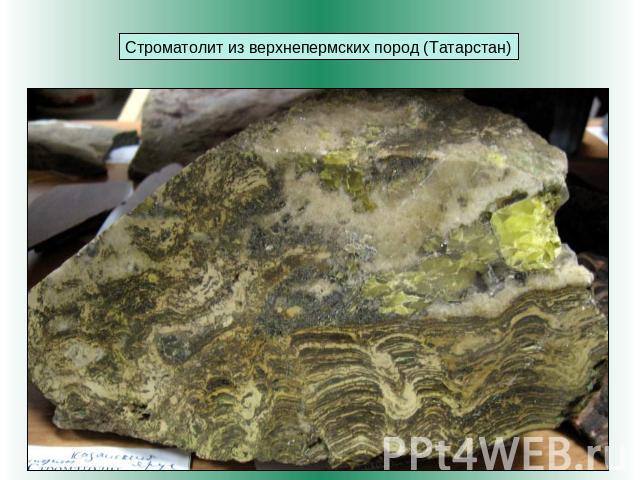 Строматолит из верхнепермских пород (Татарстан)
