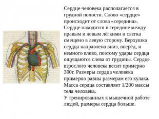 Сердце человека располагается в грудной полости. Слово «сердце» происходит от сл