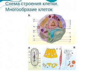 Схема строения клетки. Многообразие клеток