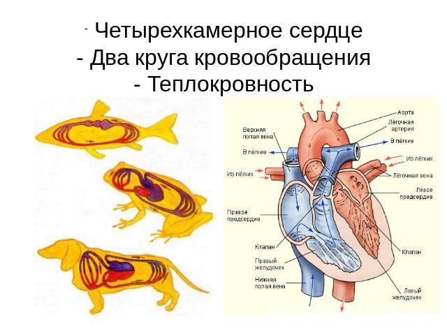 Какое преимущество дает теплокровность. Четырёхкамерное сердце и два круга кровообращения. Четырехкамерное сердце млекопитающих. Четырёхкамерное сердце характерно для. Двухкамерное четырехкамерное сердце.