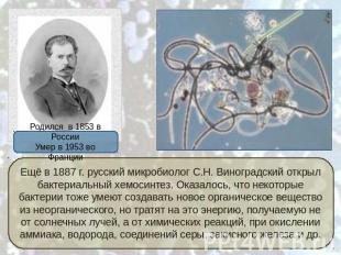 Ещё в 1887 г. русский микробиолог С.Н. Виноградский открыл бактериальный хемосин