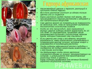 Гиднора африканская Насекомоядный цветок и паразит, растущий в пустынях Южной Аф