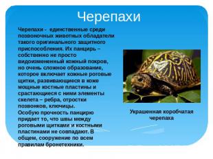 Черепахи Черепахи - единственные среди позвоночных животных обладатели такого ор